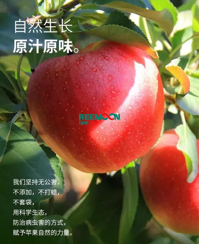 昭通蘋果：依靠短根莖種植和數(shù)字分揀技術(shù)帶動蘋果產(chǎn)業(yè)標準化在推動蘋果產(chǎn)業(yè)發(fā)展的過程中，昭通始終把加強企業(yè)領導力作為一個有力的切入點。為此，引進陜西海生、SDIC中路、一寶、華師天農(nóng)等30多家企業(yè)，打造冷鏈物流市場，對蘋果進行深加工，建立物聯(lián)網(wǎng)和大數(shù)據(jù)聯(lián)合應用平臺，追蹤蘋果生產(chǎn)全過程。已成為華南地區(qū)最