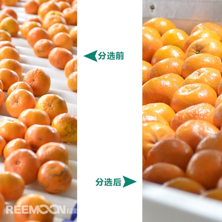 桂林興安引入綠萌沃柑智能分選線，給沃柑“做CT”，實現(xiàn)自動化、智能化分揀，讓效率翻一番、效益翻一番。嚴格把控沃柑品質(zhì)，持續(xù)為消費者輸送質(zhì)量穩(wěn)定的成品。