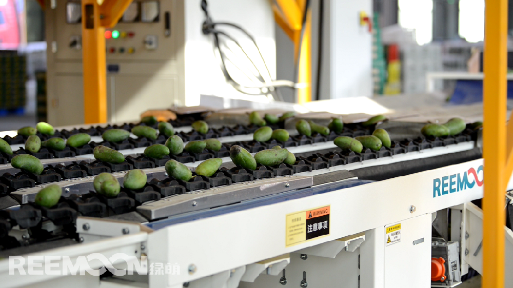 據(jù)ASIAFRUIT亞洲水果報道，貴妃芒本季有望迎來日本市場的開放。眾所周知，水果出口的門檻更高。人工分揀充滿主觀性和不確定性，靠人工分揀無法滿足出口的標準，一臺能夠準確檢測水果各項指標的分選機對于出口水果的檢測顯得尤為重要。綠萌（REEMOON ）創(chuàng)立于2001年，依托于中國科學院及華中農(nóng)業(yè)大學，專注