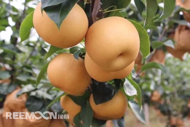 蘋果和梨作為我國的傳統(tǒng)水果，其種植面積一直很大，前者產(chǎn)量為4000多萬噸，后者產(chǎn)量近2000萬噸。只不過近年來它們的命運并不是太好，價格迎來了持續(xù)低迷。就拿蘋果來說，今年年初至今一直低迷不振，庫存蘋果5月份時已跌至5毛左右，6月份時跌到2-3毛一斤，8月份時更是以1-2毛賤價賣給榨汁廠。而受庫存蘋果的爛市，早熟蘋果價