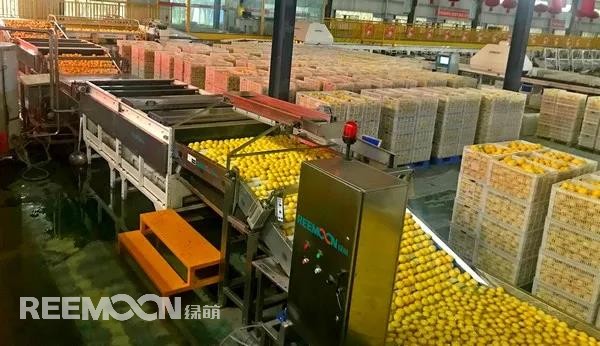 新一季的檸檬于九月中旬上市，采摘季將持續(xù)到十二月底結(jié)束。今年檸檬的品質(zhì)比往年更好，但產(chǎn)量較降低了近40%。王國龍是重慶匯達檸檬科技集團有限公司的銷售經(jīng)理，他首先介紹了產(chǎn)地方面的情況，“一方面，受低溫霜凍和春旱天氣影響，部分果樹被凍。另一方面，疫情之下，一些基地的管理水平跟不上，這也導(dǎo)致本季產(chǎn)量有所降低。