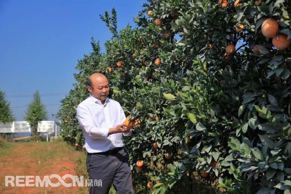 江西綠萌科技控股有限公司董事長(zhǎng)朱壹我是第3次造訪綠萌位于江西省信豐縣大阿鎮(zhèn)的現(xiàn)代農(nóng)業(yè)科技示范基地。與前幾次來(lái)的時(shí)間不同，這趟過(guò)來(lái)恰逢果實(shí)成熟期。我們品嘗了幾個(gè)品種，口感都非常好。尤其是我最愛(ài)的“雞尾葡萄柚”，糖度普遍在13%以上，風(fēng)味令人記憶深刻。“現(xiàn)在除了臍橙和‘雞尾葡萄柚’，還有其他適合的品種