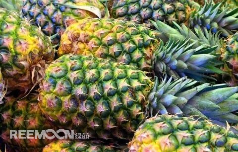 即將到來(lái)的3-5月是菠蘿大量成熟的季節(jié)，但是本月中旬已有幾十家采購(gòu)商應(yīng)邀前往徐聞考察，帶動(dòng)起一波菠蘿采購(gòu)潮。2月12日，徐聞縣向全球采購(gòu)商發(fā)出《來(lái)自“菠蘿的?！钡男拧芬l(fā)熱烈反響。十多家境內(nèi)外媒體紛紛轉(zhuǎn)發(fā)點(diǎn)贊，不少外地采購(gòu)商“搶鮮”登門(mén)。短短3天時(shí)間，已經(jīng)有來(lái)自遼寧、山東、山西、陜西、四川、河南、上海等地的
