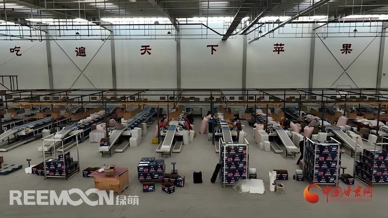 “這個綠萌‘呵福式’智能四通道一體自動化分揀包裝生產(chǎn)線剛安裝上就投入使用，高效便捷。幫我們完成對尼泊爾出口的300噸蘋果分揀包裝?！膘o寧蘋果產(chǎn)地冷鏈物流園運營團隊負(fù)責(zé)人孫杰錕在剛剛建成投入使用的分選車間邊忙向記者解說?！澳壳熬头謷囬g創(chuàng)造就業(yè)崗位三百多個，其中包裝工約300人、檢果工50人、裝卸工20人，為周