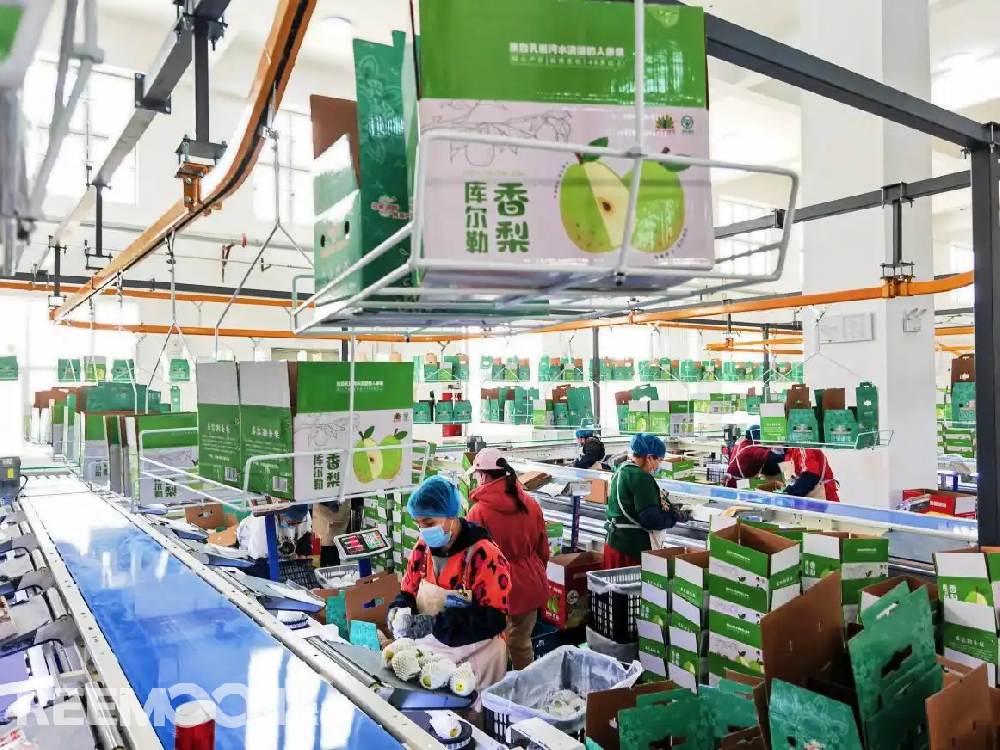 每個香梨都被放在專屬的小托盤里，從傳送帶上“走”到電腦稱重的“過道”里，被分為180克以上、160克至180克、140克至160克、120克至140克、100克至120克等各個規(guī)格，分為不同級別后，一個個香梨“躺”著被電腦指令輸送到不同的級別通道中，順著傳送帶就送到了包裝工人的手邊，他們再一個個套上保鮮紙和發(fā)泡網(wǎng)，頭頂上傳送的